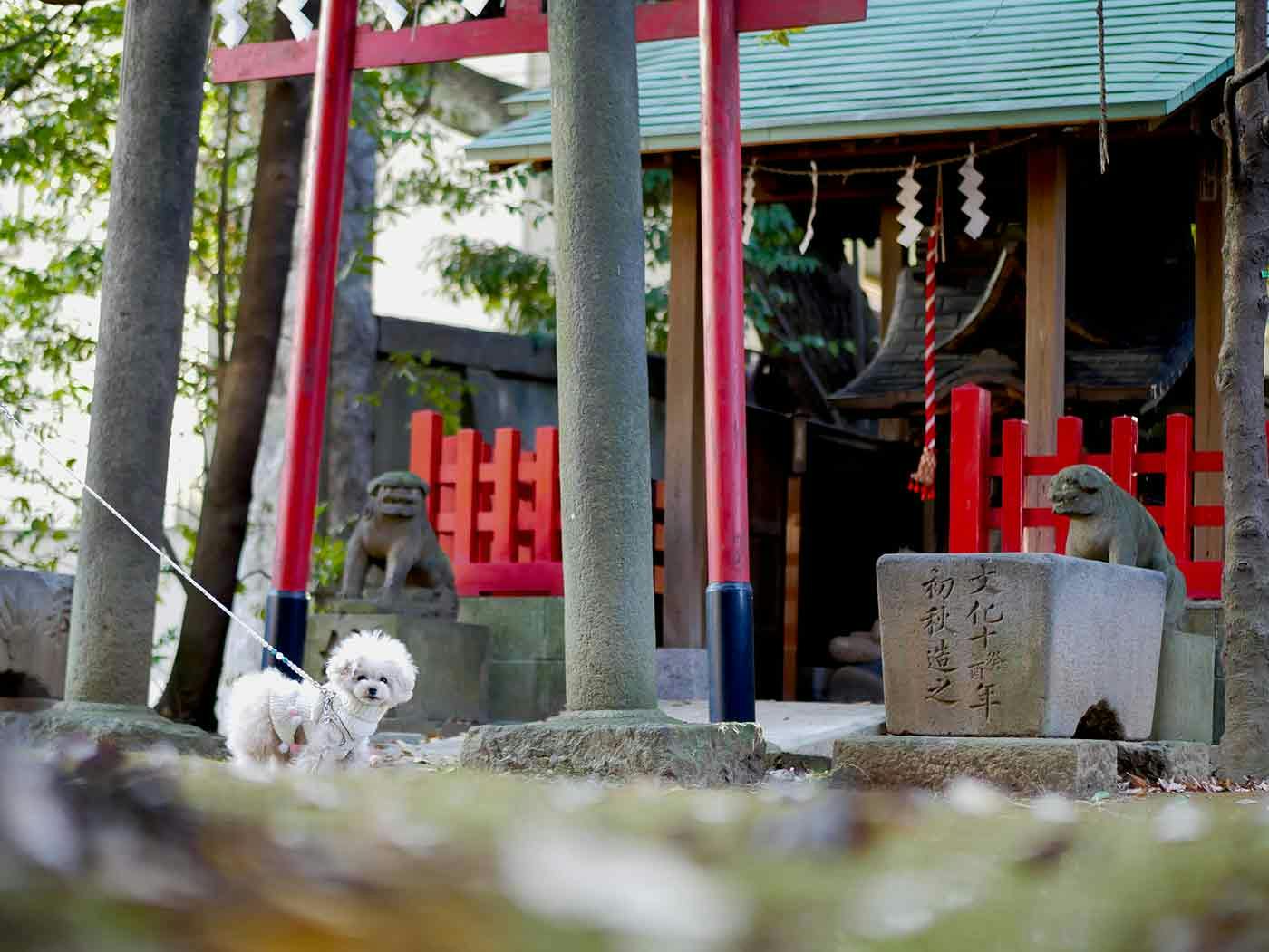 愛犬と参拝