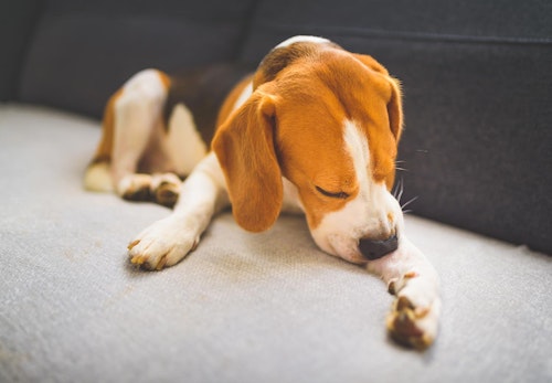 獣医師監修 犬に大豆を食べさせても大丈夫 メリットやアレルギーの危険性 節分の豆の注意点などについて解説 わんクォール 獣医師監修 犬に大豆を食べさせても大丈夫 メリットやアレルギーの危険性 節分の豆の注意点などについて解説 わんクォール