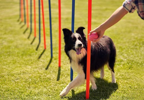 愛犬との絆が深まるドッグスポーツとは メリットや代表的な4種類の競技について解説 わんクォール