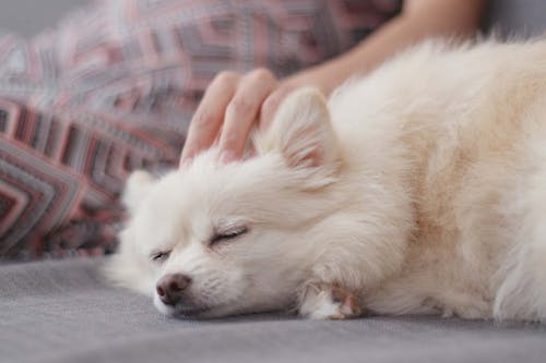 犬が喜ぶマッサージ方法とは 事前の準備と正しい手順 メリットや注意点について解説 獣医師監修 わんクォール