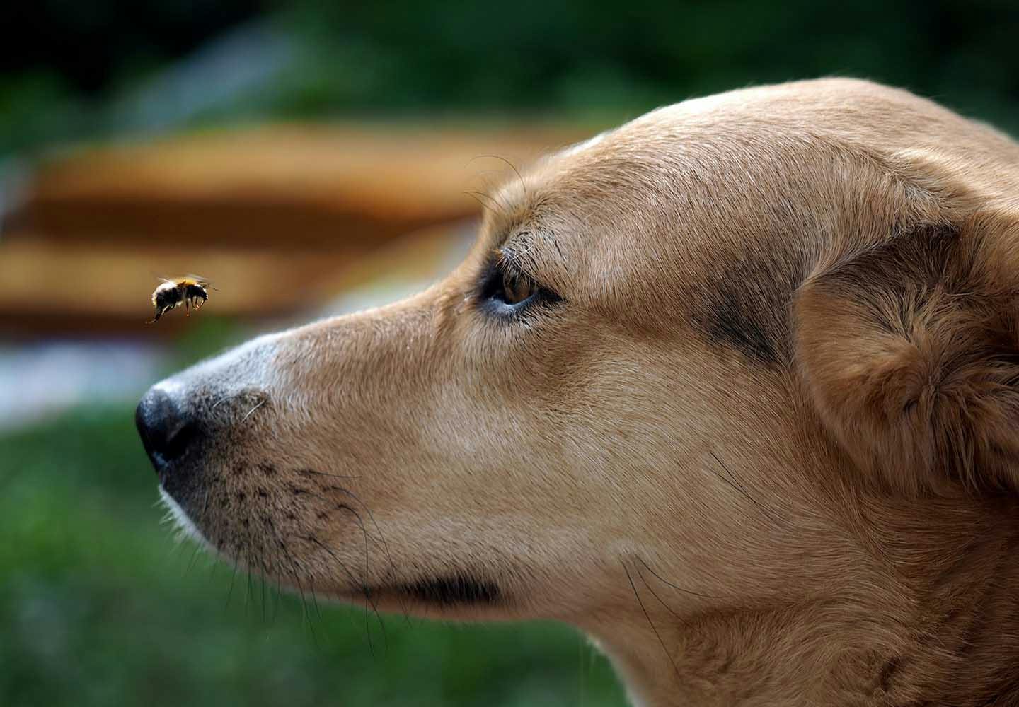 犬にはちみつを食べさせても大丈夫？メリットやおすすめの与え方、ボツリヌス菌やアレルギーなどへの注意点について解説