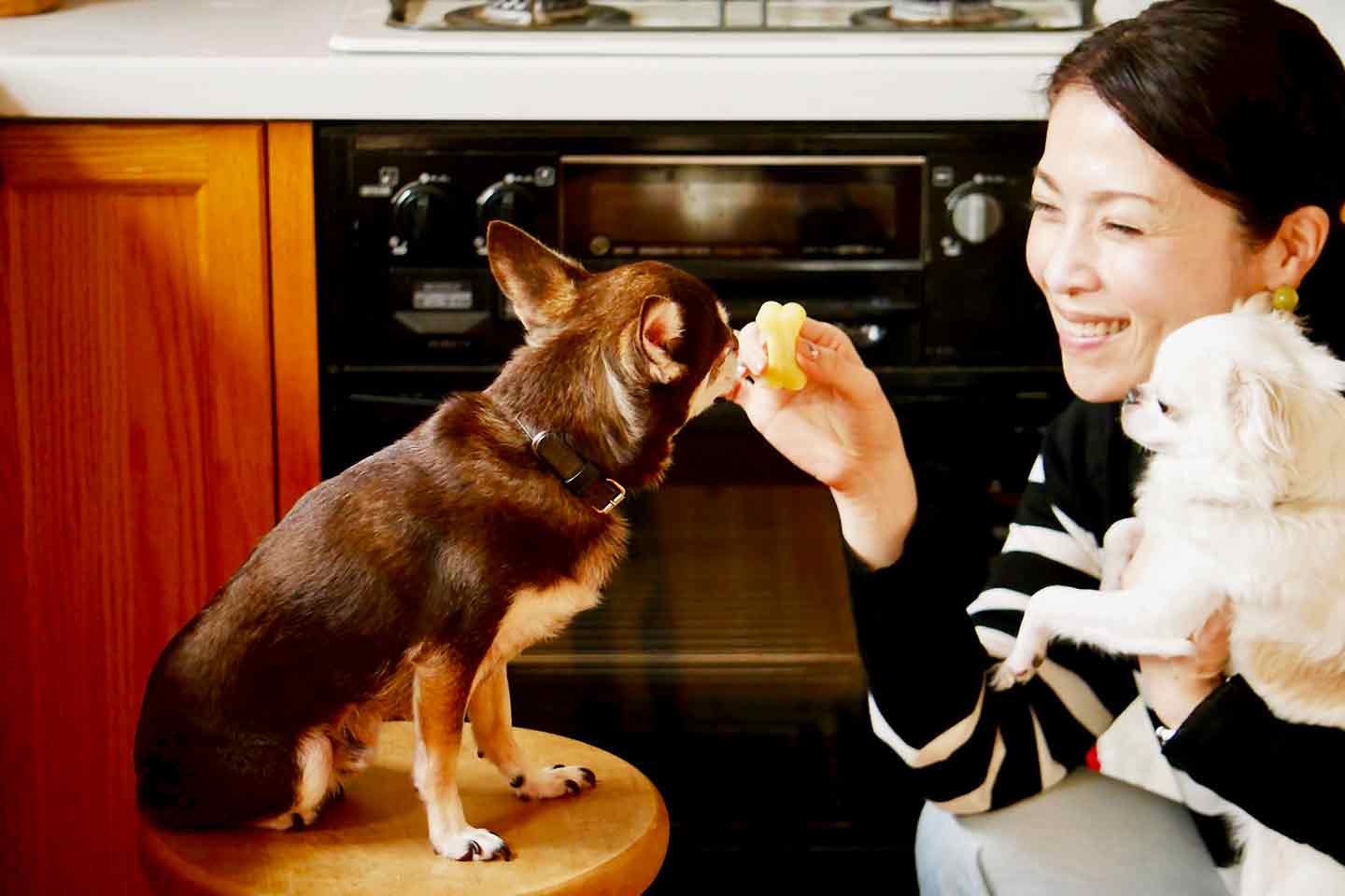 愛犬手作りごはんレシピ　お子さまランチ　水野雪絵