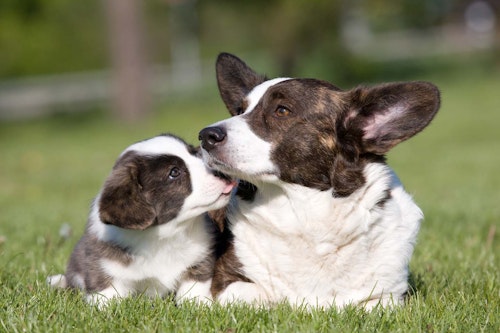 子犬が母犬の口を舐める