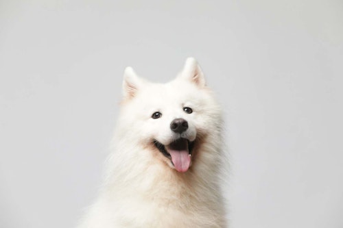 犬も嬉しいとにっこり笑う 笑顔の理由とそこに隠された気持ちについて解説 獣医師監修 わんクォール 犬も嬉しいとにっこり笑う 笑顔の理由とそこに隠された気持ちについて解説 獣医師監修 わんクォール