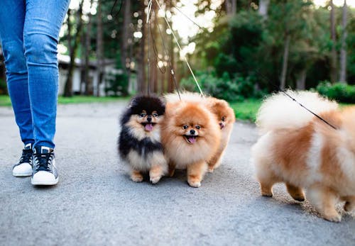 獣医師監修 ポメラニアンはどんな犬 性格 特徴 飼いやすさやしつけのコツ かかりやすい病気や平均寿命についても解説 わんクォール