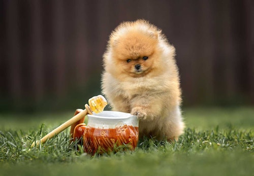 犬にはちみつを食べさせても大丈夫 与える際の注意点や健康面でのメリットを解説 獣医師監修 わんクォール 犬にはちみつを食べさせても大丈夫 与える際の注意点や健康面でのメリットを解説 獣医師監修 わんクォール