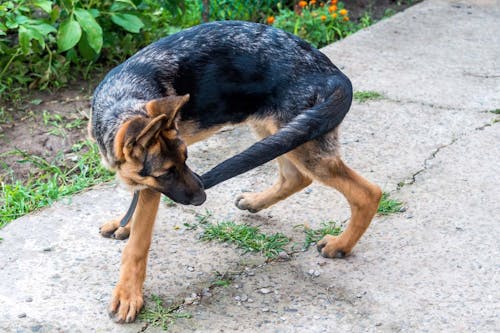 獣医師監修 しっぽで分かる犬の気持ちとは 位置や動きから推測できる感情を解説 わんクォール 獣医師監修 しっぽで分かる犬の気持ちとは 位置や動きから推測できる感情を解説 わんクォール