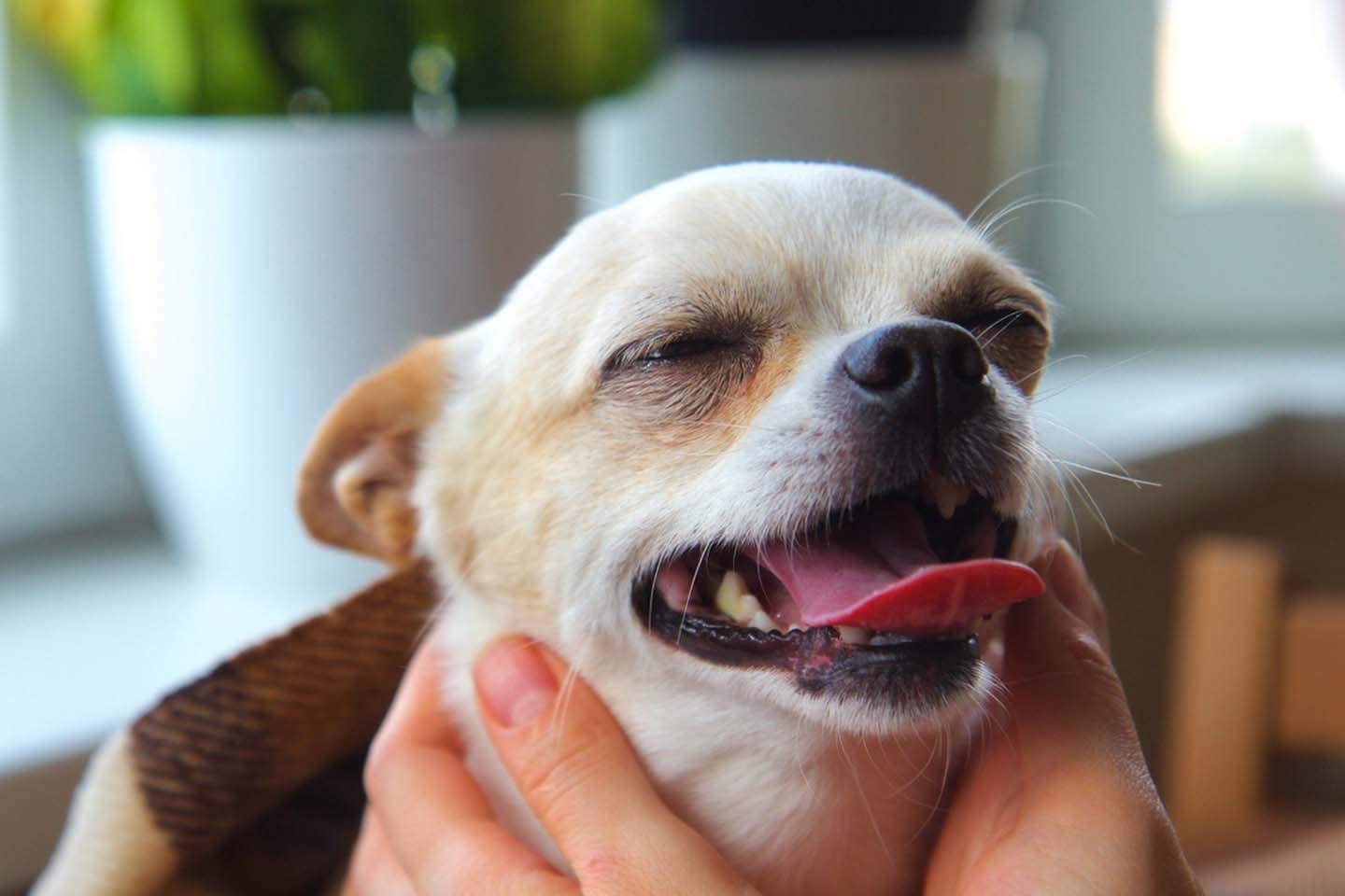 獣医師監修 写真でよく見る犬の笑顔って本当に笑っているの 表情の本当の意味や注意点などについて解説 Living リビング わんクォール