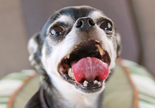 犬にも虫歯はある？治療法や予防のためのケア、その他にも注意したい口の中のトラブルについて解説＿口を開ける犬