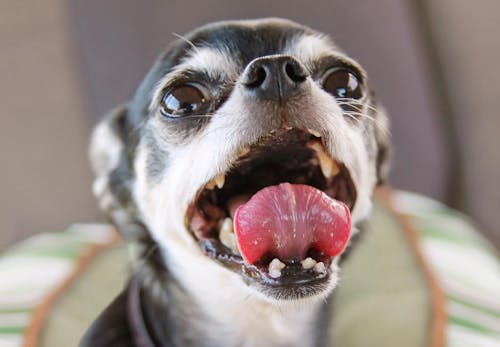 獣医師監修 犬にも虫歯はある 治療法や予防のためのケア その他にも注意したい口の中のトラブルについて解説 わんクォール