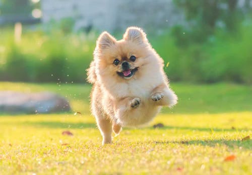獣医師監修 ポメラニアンはどんな犬 性格 特徴 飼いやすさやしつけのコツ かかりやすい病気や平均寿命についても解説 わんクォール 獣医師監修 ポメラニアンはどんな犬 性格 特徴 飼いやすさやしつけのコツ かかりやすい病気や平均寿命についても解説 わんクォール