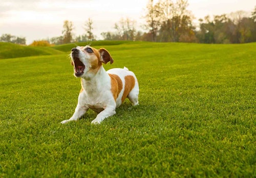 【獣医師監修】犬が吠える理由とは？原因別の対処法や吠え癖をなくすおすすめのしつけなどを解説