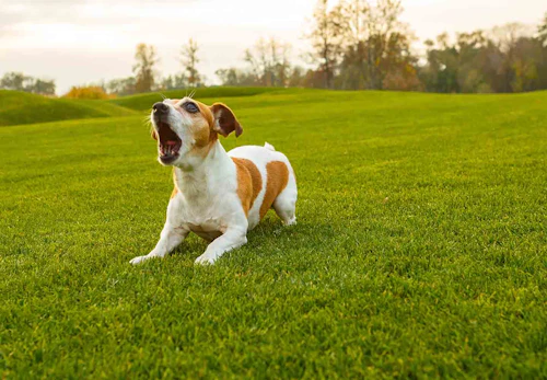 獣医師監修 犬が吠える理由とは 原因別の対処法や吠え癖をなくすおすすめのしつけなどを解説 わんクォール 獣医師監修 犬が吠える理由とは 原因別の対処法や吠え癖をなくすおすすめのしつけなどを解説 わんクォール