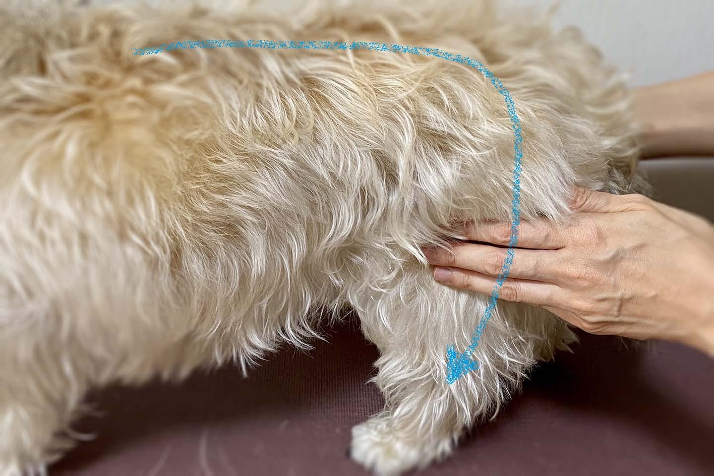 獣医師監修 犬にマッサージをするメリットとは 事前の準備と正しい手順 注意点について解説 Care お手入れ わんクォール