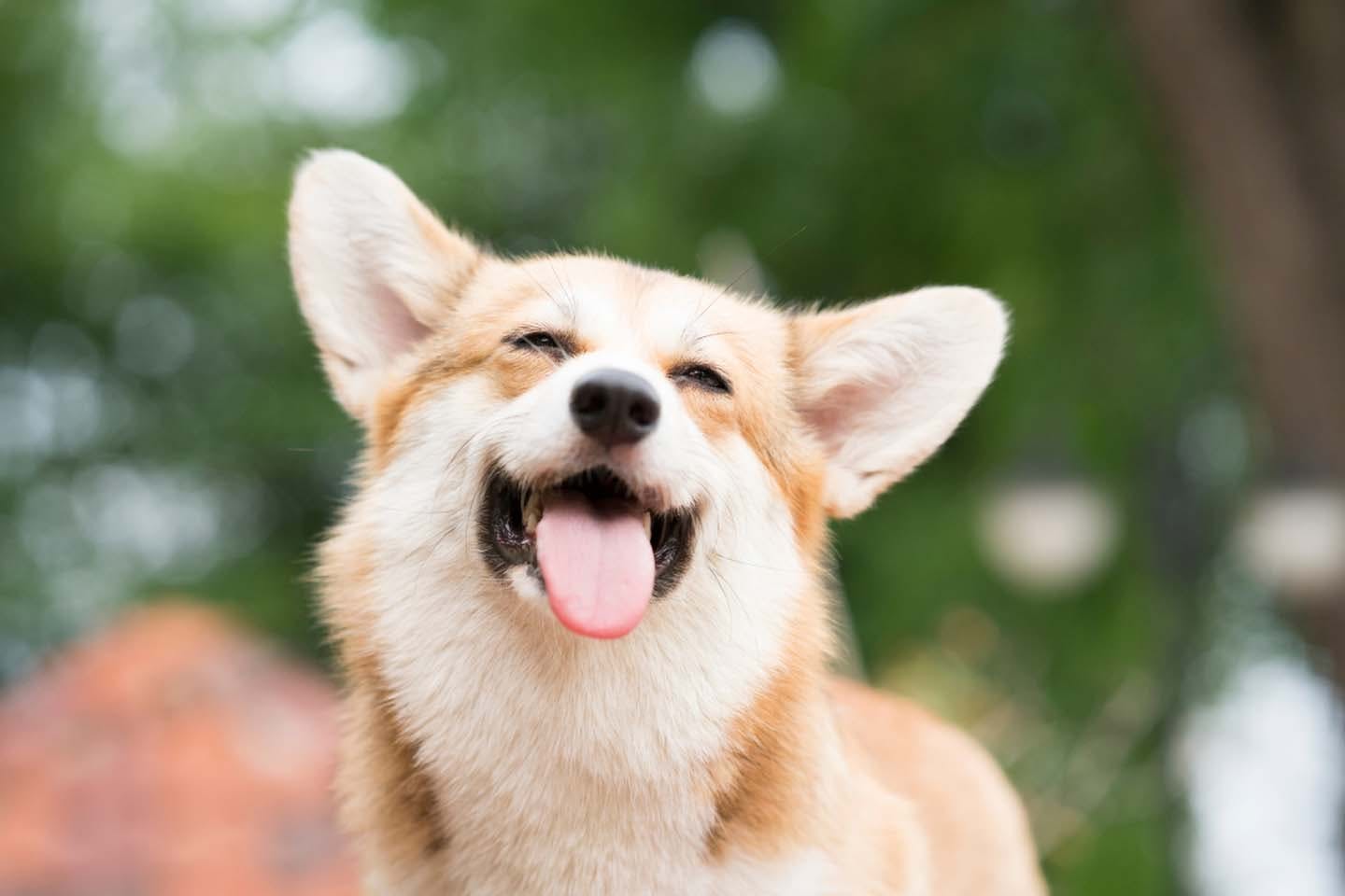 犬も嬉しいとにっこり笑う？笑顔の理由とそこに隠された気持ちについて解説【獣医師監修】|ワンクォール