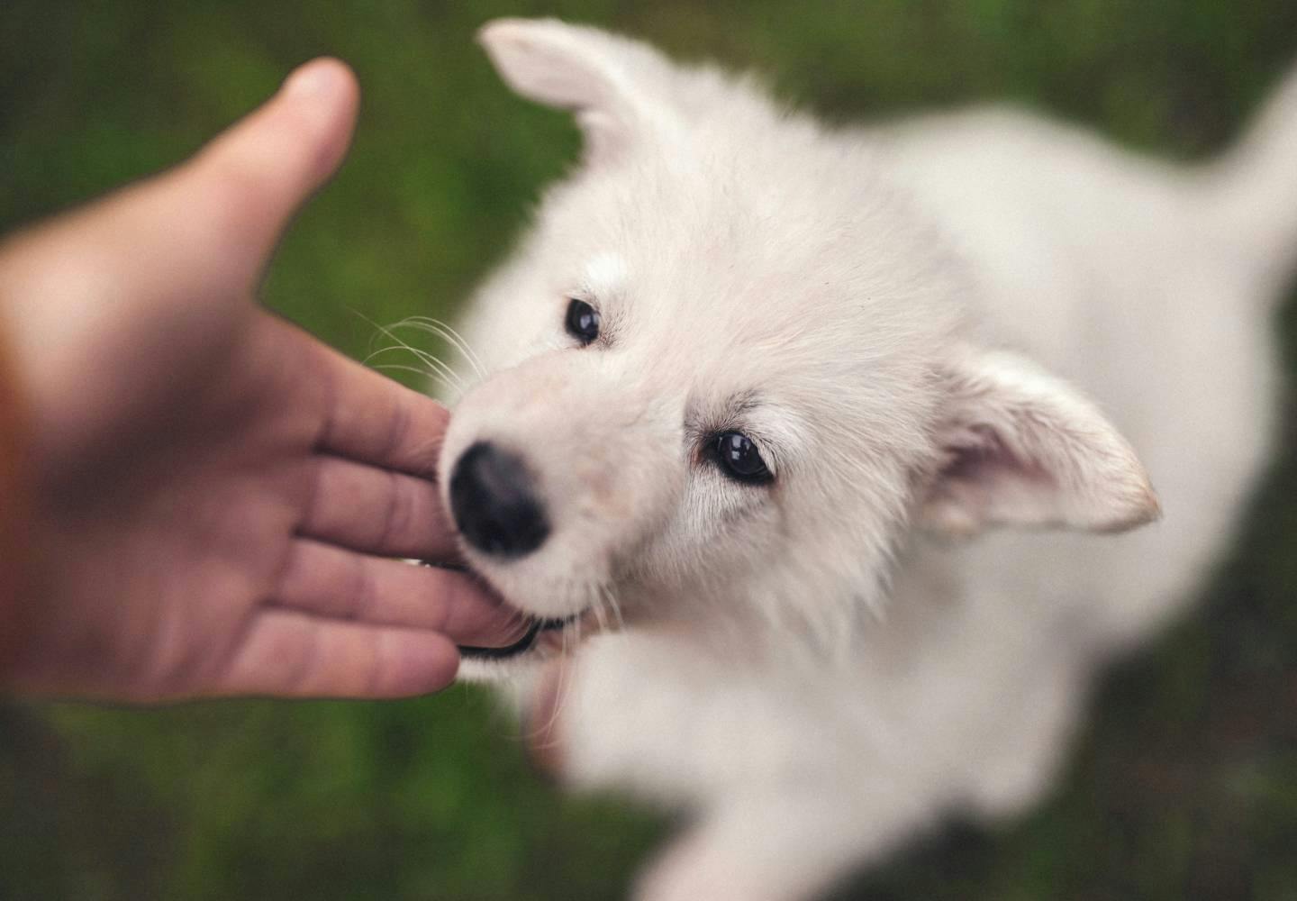 獣医師監修 犬が甘噛みする理由とは 直し方やしつけのコツ 噛まれたときのng行動などについて解説 Training しつけ わんクォール