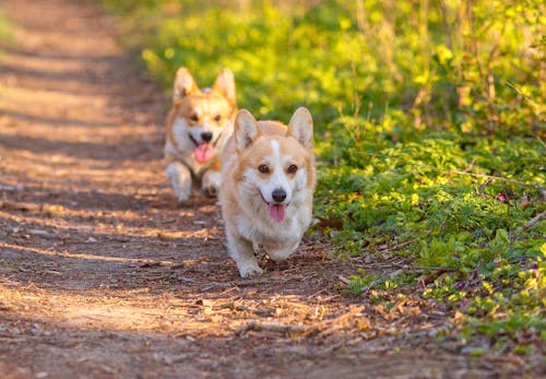 コーギーの性格や特徴とは 飼い方の注意点やしつけのコツ かかりやすい病気について解説 獣医師監修 わんクォール コーギーの性格や特徴とは 飼い方の注意点やしつけのコツ かかりやすい病気について解説 獣医師監修 わんクォール