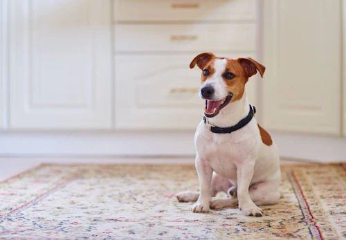 獣医師監修 犬がフローリングで快適に過ごすためのコツとは 滑り止め対策や注意点などについて解説 わんクォール 獣医師監修 犬がフローリングで快適に過ごすためのコツとは 滑り止め対策や注意点などについて解説 わんクォール