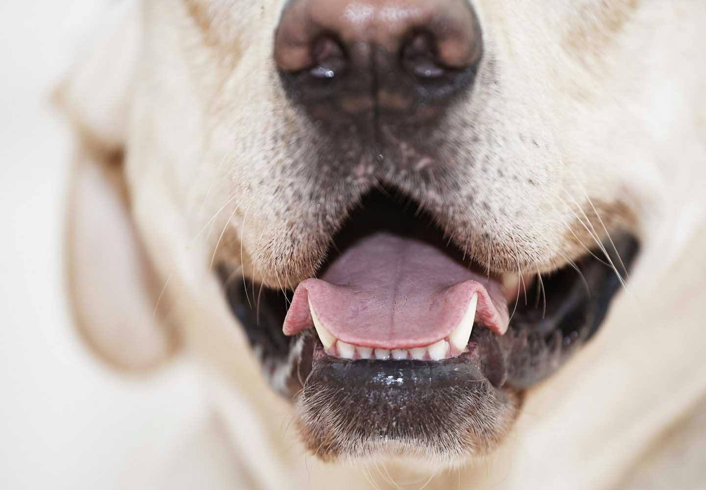 犬にも虫歯はある？治療法や予防のためのケア、その他にも注意したい口の中のトラブルについて解説_口を開けている犬