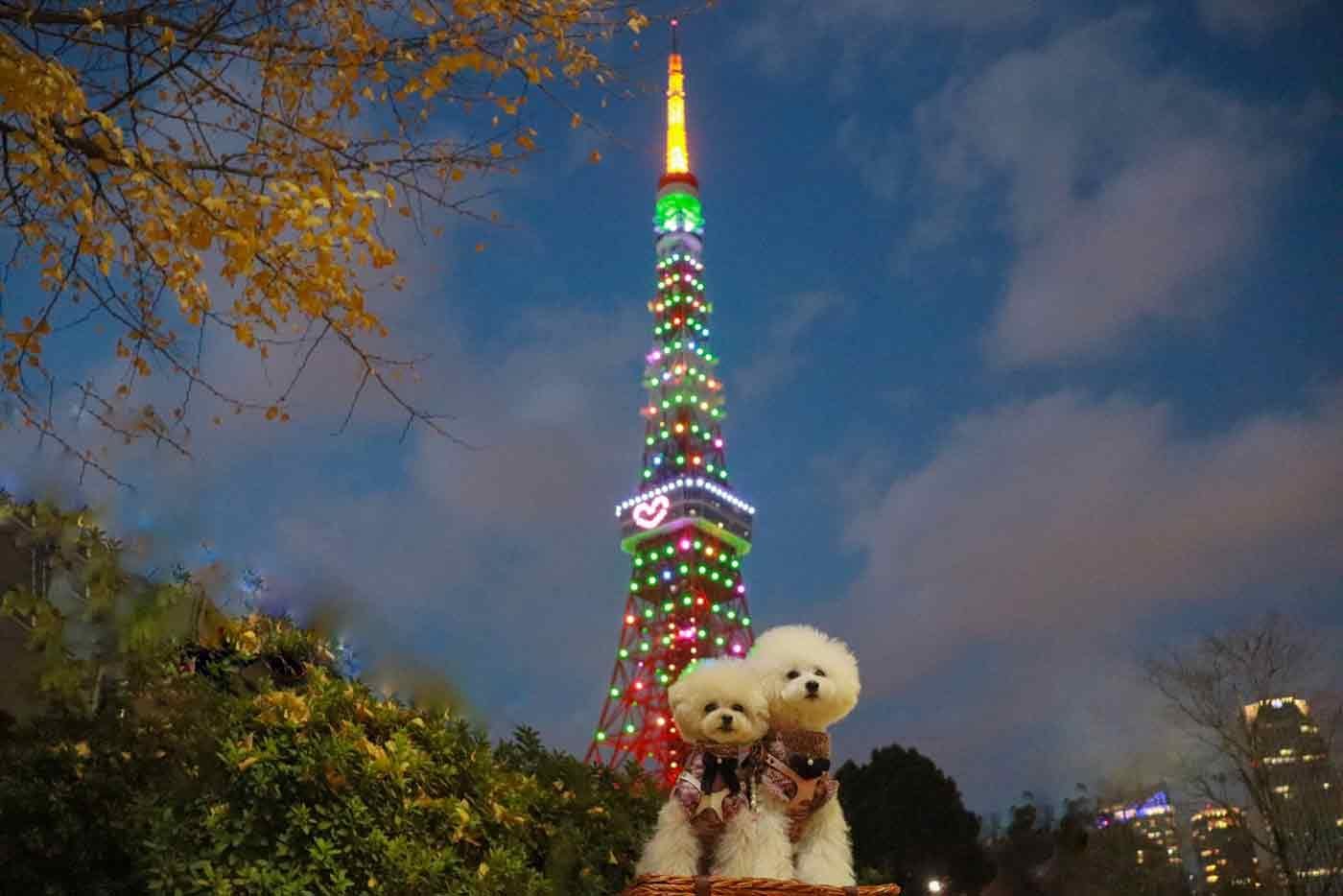 東京タワーと愛犬
