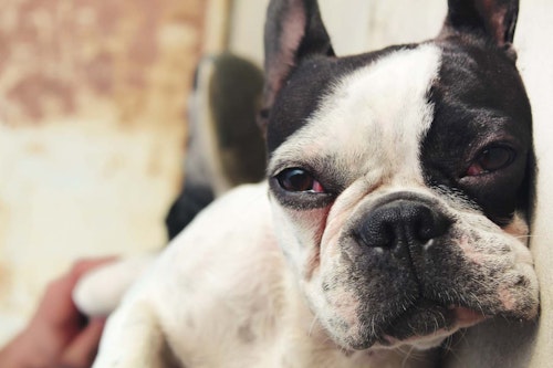 【獣医師監修】犬の涙の原因とは？考えられる病気と対処法、病院に連れていくべき症状について解説