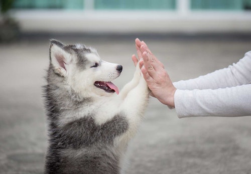 獣医師監修 シベリアン ハスキーはどんな犬 性格 特徴 飼いやすさ しつけのコツやかかりやすい病気などについて解説 わんクォール