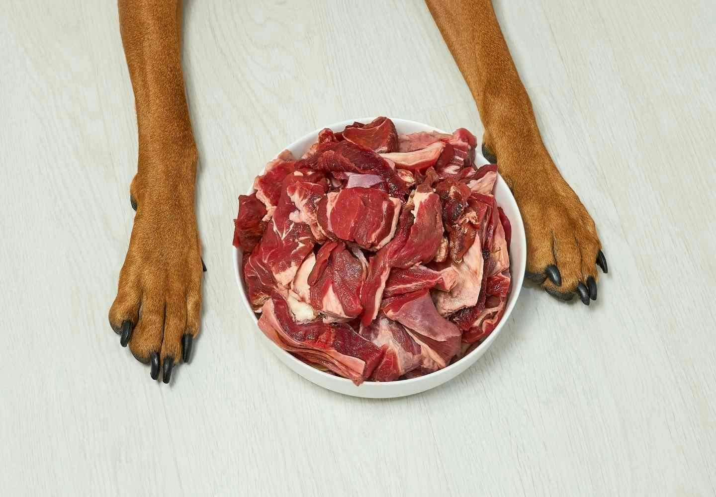 犬に生肉を食べさせるのはNG！？_犬と生肉