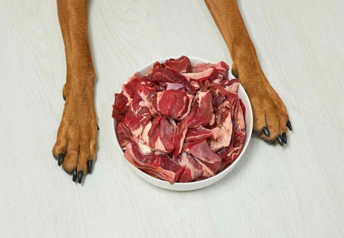 獣医師監修 犬に生肉を食べさせるのはng どんなリスクがあるのか 誤食した際の対処法などについて解説 わんクォール 獣医師監修 犬に生肉を食べさせるのはng どんなリスクがあるのか 誤食した際の対処法などについて解説 わんクォール