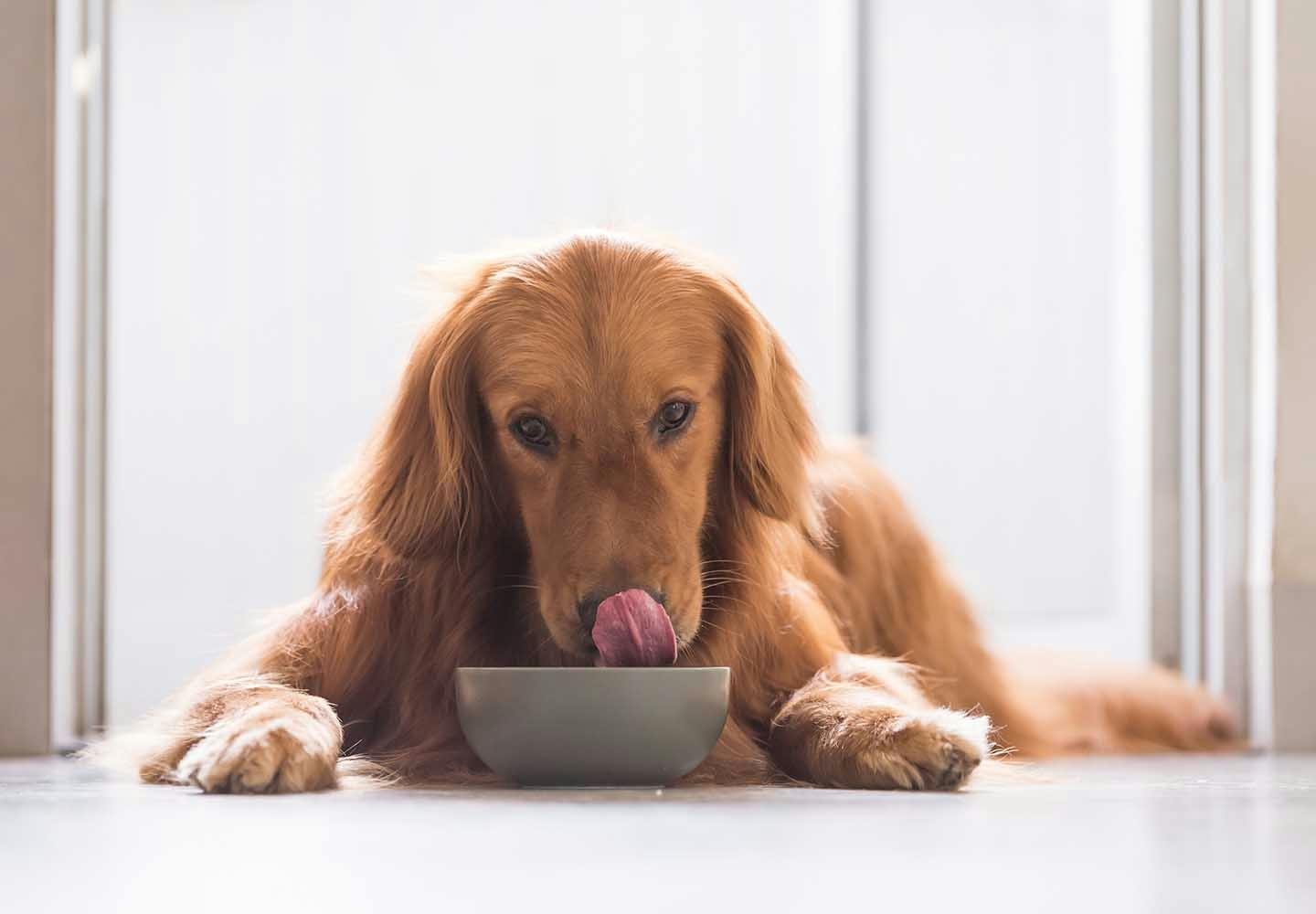犬は枝豆を食べても大丈夫？適量やおすすめの調理法、大豆アレルギーなどの注意点について解説_ごはんを食べる犬
