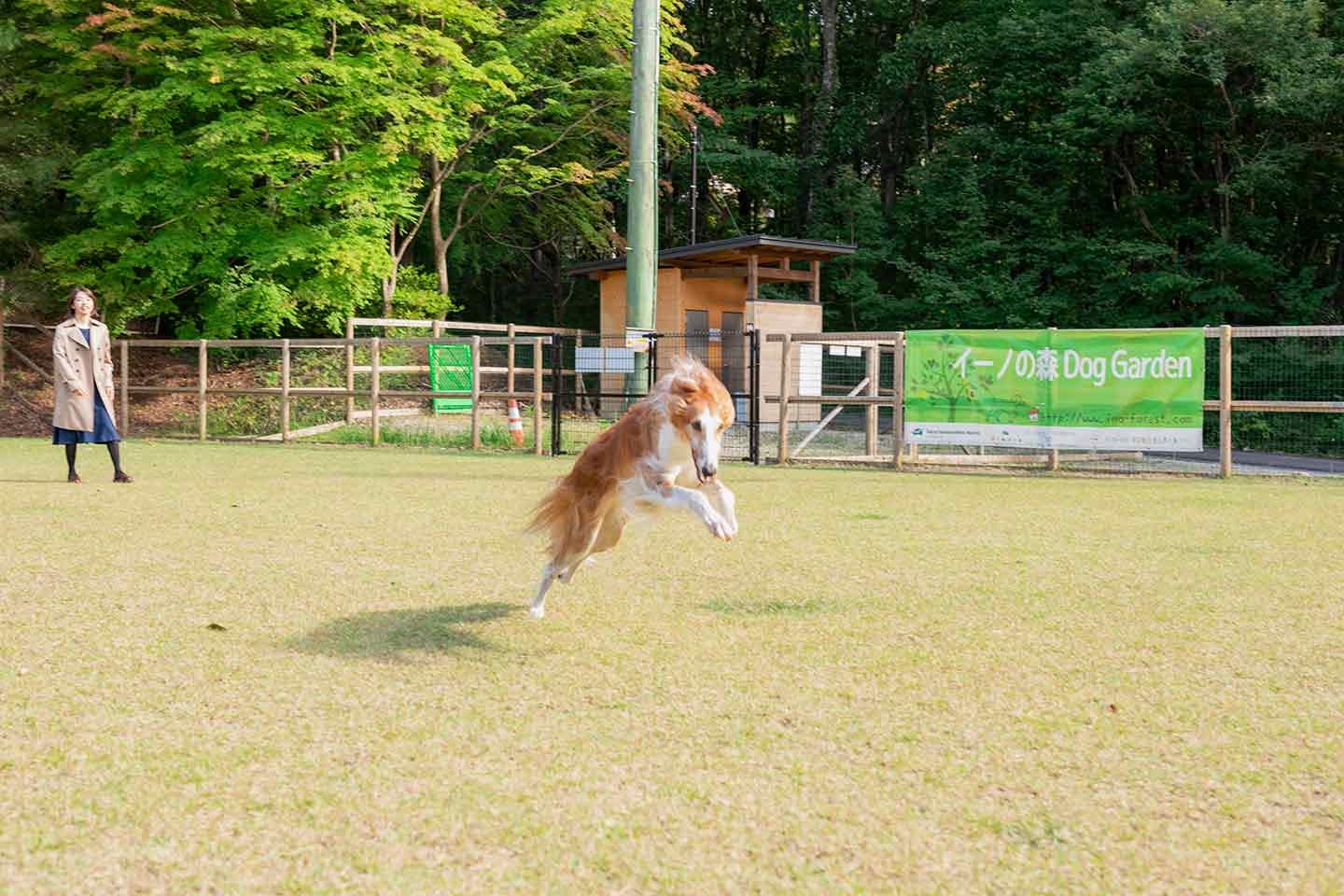 那須フォレストヒルズ 体験レポート　ドッグラン　走る犬