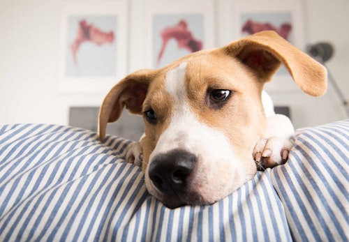 犬の平熱は何度？上手に体温を測る方法や低体温・高熱のときの対処法などについて解説_寝そべる犬
