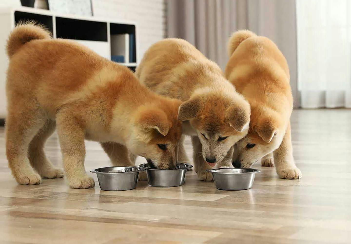 獣医師監修 犬に手作りご飯を与えるメリット デメリットとは 調理するときの注意点やおすすめの食材 栄養バランスの基礎知識などについて解説 Health 健康 わんクォール
