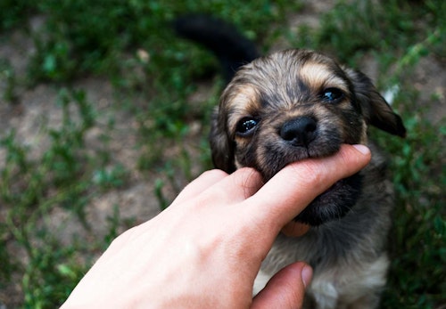 獣医師監修 犬が甘噛みする理由とは 直し方やしつけのコツ 噛まれたときのng行動などについて解説 わんクォール 獣医師監修 犬が甘噛みする理由とは 直し方やしつけのコツ 噛まれたときのng行動などについて解説 わんクォール