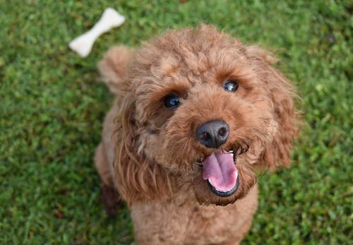 獣医師監修 トイ プードルはどんな犬 性格 特徴 飼いやすさやしつけのコツ かかりやすい病気などについて解説 わんクォール 獣医師監修 トイ プードルはどんな犬 性格 特徴 飼いやすさやしつけのコツ かかりやすい病気などについて解説 わんクォール