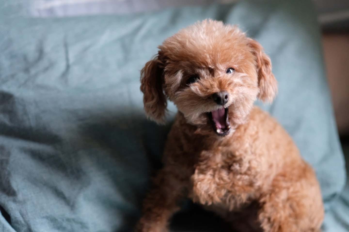 獣医師監修 小型犬がなりやすい気管虚脱とは 症状や治療法について解説 わんクォール