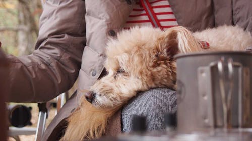 榛名湖 ドッグキャンパーの先輩が教える 愛犬と冬の星空を眺めるためのキャンプの防寒術 わんクォール 榛名湖 ドッグキャンパーの先輩が教える 愛犬と冬の星空を眺めるためのキャンプの防寒術 わんクォール