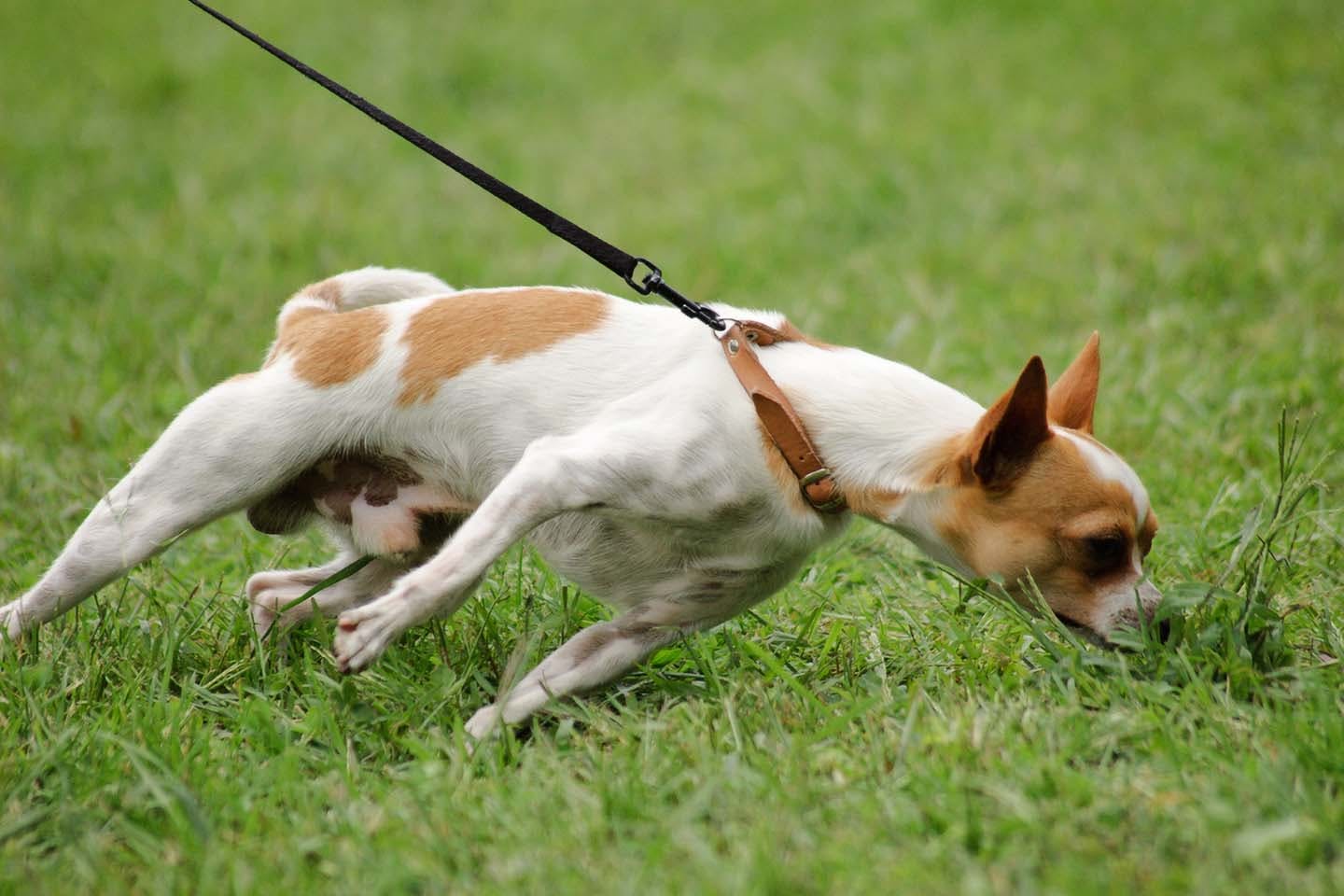 獣医師監修 小型犬がなりやすい気管虚脱とは 症状や治療法について解説 わんクォール