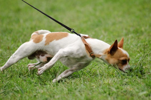 【獣医師監修】小型犬がなりやすい気管虚脱とは？症状や治療法について解説