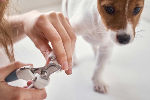 獣医師直伝 犬が嫌がらない爪の切り方のコツや頻度を解説 わんクォール 獣医師直伝 犬が嫌がらない爪の切り方のコツや頻度を解説 わんクォール