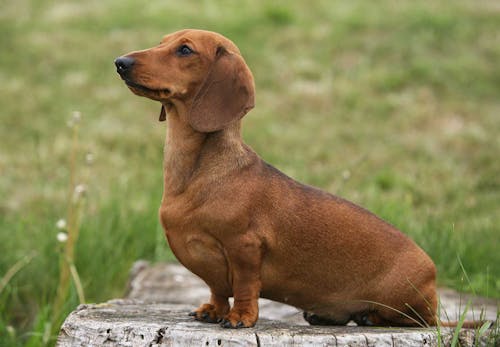 ミニチュア ダックスフンドはどんな犬 性格 特徴 飼いやすさやしつけのコツ かかりやすい病気などについて解説 獣医師監修 わんクォール