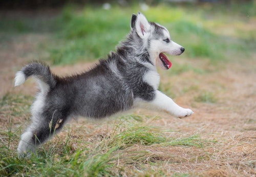 獣医師監修 シベリアン ハスキーはどんな犬 性格 特徴 飼いやすさ しつけのコツやかかりやすい病気などについて解説 わんクォール 獣医師監修 シベリアン ハスキーはどんな犬 性格 特徴 飼いやすさ しつけのコツやかかりやすい病気などについて解説 わんクォール