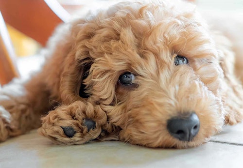 トイ プードルの平均寿命は何歳 長生きの秘訣や注意すべき病気 散歩や食事の注意点について解説 獣医師監修 わんクォール トイ プードルの平均寿命は何歳 長生きの秘訣や注意すべき病気 散歩や食事の注意点について解説 獣医師監修 わんクォール