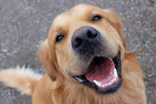 【獣医師監修】犬の歯石取りはどうすればいい？原因と対処法、病院で除去するときの手順などについて解説
