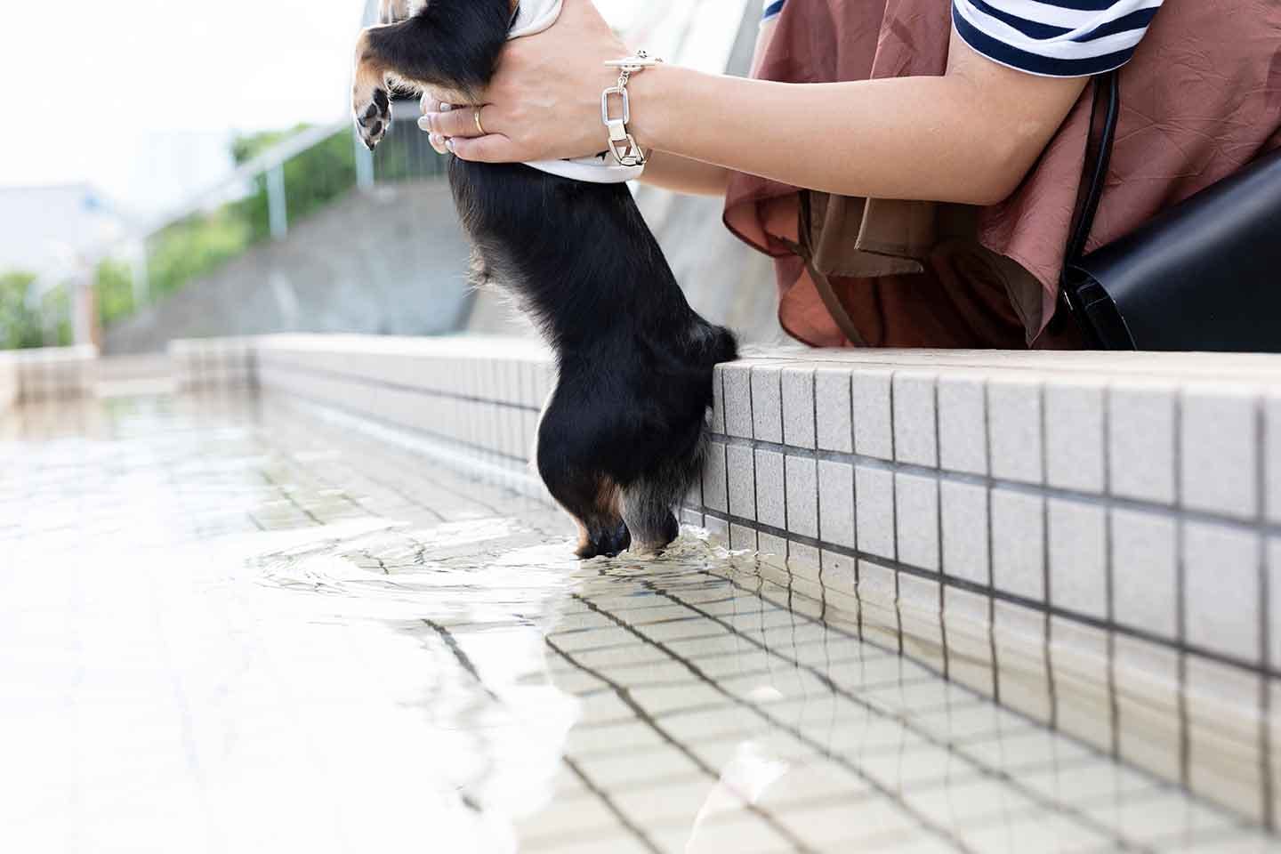 足湯に入るこむぎちゃん