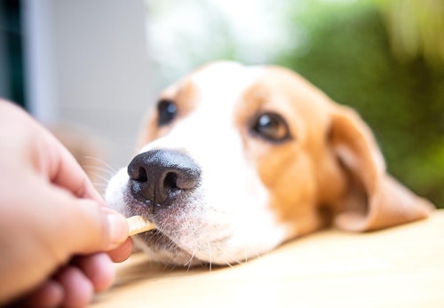 【獣医師監修】犬に人間用のチーズをあげても大丈夫？適量やおすすめの種類、アレルギーや塩分などの注意点について解説_食べ物を与えられる犬