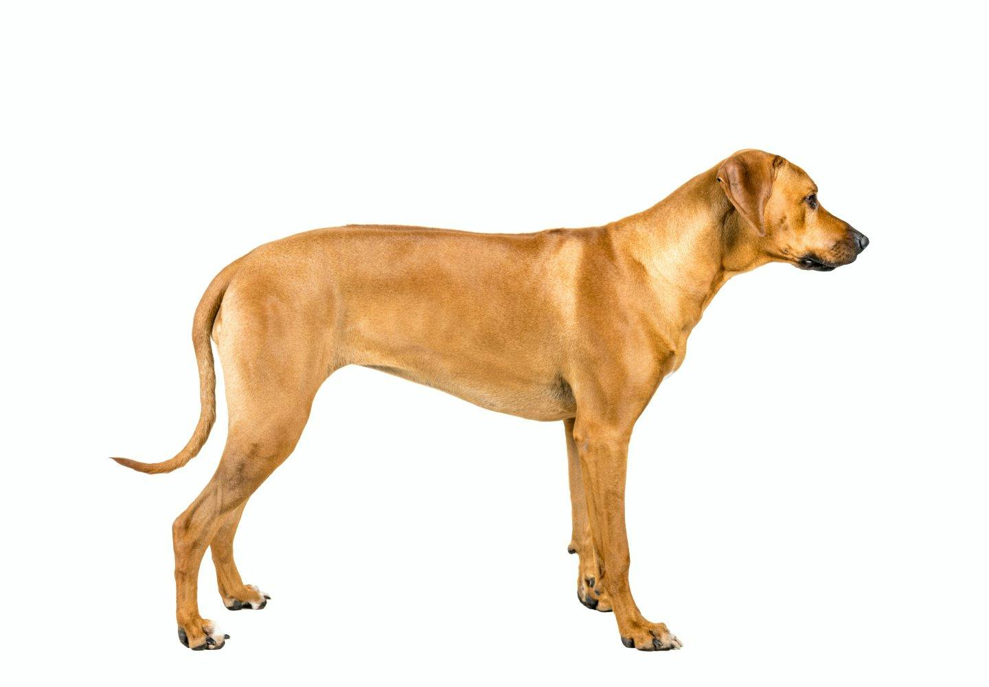 獣医師監修 犬の骨格ってどうなっているの 人間との違いや特徴 犬種ごとの差などについて解説 Health 健康 わんクォール