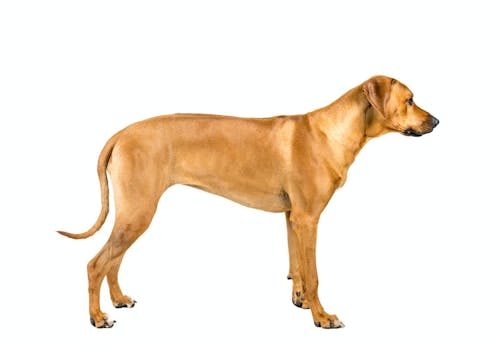 獣医師監修 犬の骨格ってどうなっているの 人間との違いや特徴 犬種ごとの差などについて解説 わんクォール