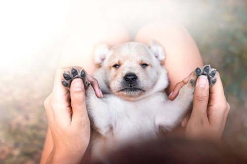 犬が喜ぶマッサージ方法とは 事前の準備と正しい手順 メリットや注意点について解説 獣医師監修 わんクォール 犬が喜ぶマッサージ方法とは 事前の準備と正しい手順 メリットや注意点について解説 獣医師監修 わんクォール