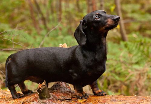 ミニチュア ダックスフンドはどんな犬 種類や性格 特徴 飼いやすさやしつけのコツ かかりやすい病気などについて解説 獣医師監修 わんクォール ミニチュア ダックスフンドはどんな犬 種類や性格 特徴 飼いやすさやしつけのコツ かかりやすい病気などについて解説 獣医師監修 わんクォール