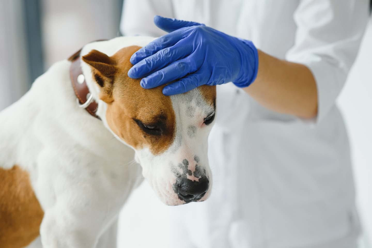 獣医師監修 犬の皮膚病の症状とは 原因と対処法 日常生活での予防策などについて解説 Illness 病気 わんクォール